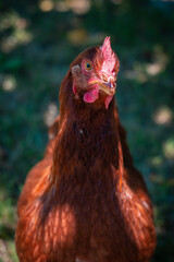 GALLINAS CAMPERAS EN EL CAMPO