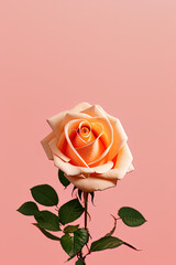  photography of a single orange rose in a vase against a pink background with a small white vase holding it  - AI Generated
