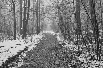 leśna droga ,mgła, czarno białe zdjęcie 