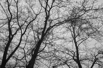 drzewa na tle nieba ,czarno białe zdjęcie  - obrazy, fototapety, plakaty