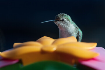 Obraz premium Hummingbird sitting on a feeder 
