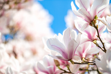 Beautiful Light Pink Magnolia Tree with Blooming Flowers during Springtime in English Garden, UK. Spring floral background