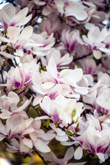 Beautiful Light Pink Magnolia Tree with Blooming Flowers during Springtime in English Garden, UK. Spring floral background