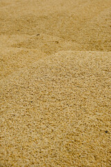 Wheat, after harvest. Whole grain for flour products. Automatic food loading. Modern grain loader and separator of agricultural machinery, agricultural machine working with crop grain grinder at work	