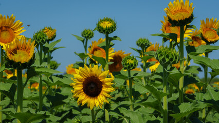Summer landscape, sunny sunflowers