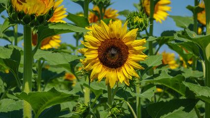 Summer landscape, sunny sunflowers