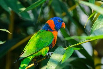 Loriini in the Chandigarh Bird Park