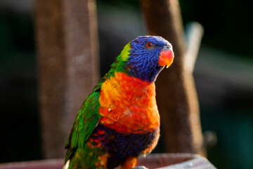 Loriini in the Chandigarh Bird Park