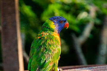 Loriini in the Chandigarh Bird Park