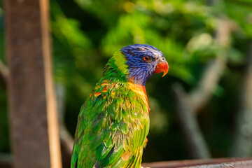 Loriini in the Chandigarh Bird Park