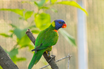 Loriini in the Chandigarh Bird Park