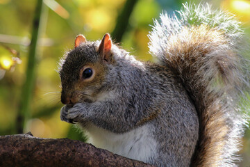 A stunning photo of a grey squirrel in the forest