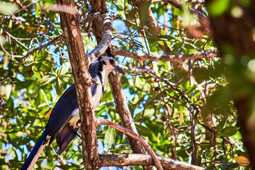 white throated magpie jay in branch of tree, huatulco oaxaca 