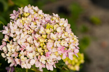 Hydrangea flowers in a park