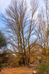 View of a forest with shrubs and deciduous trees on a mountain in Andalusia (Spain) on a cold winter morning