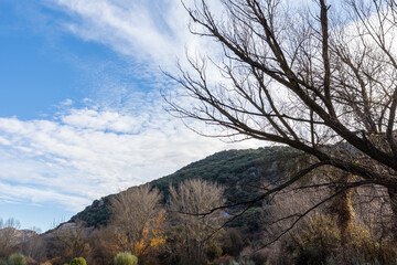 View of a forest with shrubs and deciduous trees on a mountain in Andalusia (Spain) on a cold winter morning