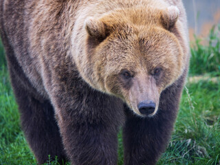 Naklejka na ściany i meble Grizzly Bear National Park wild