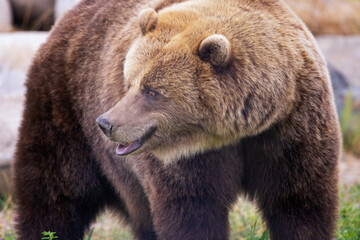 Plakat Big Grizzly Bear in Canada