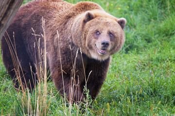 Obraz na płótnie Canvas Happy Grizzly Bear in Canada National Park