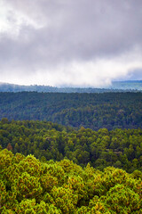 Obraz premium rainy forest in the mountains, cloudy sky in mexiquillo durango 