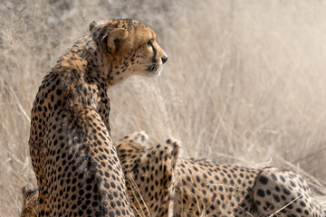 two cheetahs (Acinonyx jubatus) in the african bush
