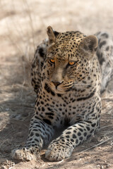 leopard (panthera pardus) lying in the african bush