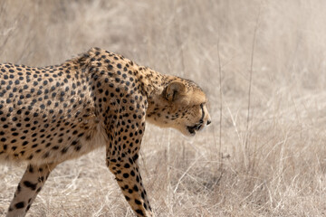 cheetah (Acinonyx jubatus) walking through the african bush