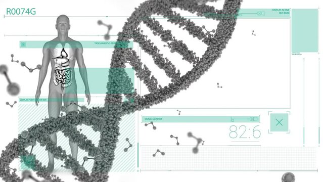 Animation of dna, molecules and human body model on white digital screen