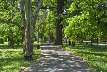 Walking path and forest in the park in the spring