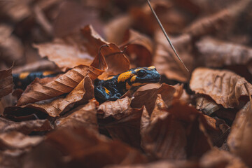 Close-up of the rare Fire salamander peeking out from behind the colourful autumn leaves. Fire salamander in its natural habitat. Beskydy mountains, Czech Republic