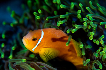 A Clownfish in a green anemone coral in the waters outside Dhigurah island in the Maldives