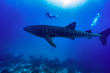 Whaleshark and diver