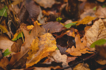 Background dark colored fallen leaves with a predominant orange-brown color in the autumn season. The end of one life and the beginning of a new one