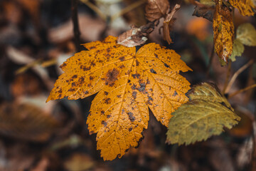 Background dark colored fallen leaves with a predominant orange-brown color in the autumn season. The end of one life and the beginning of a new one