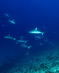 Gray reef sharks