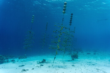 Coral nursery