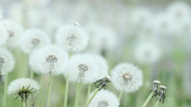 Dandelion seeds in sunlight. Blurred natural green nature spring background. White fluffy dandelions Common Dandelion (Taraxacum officinal) flower grows from grass close up, slow motion, meditation