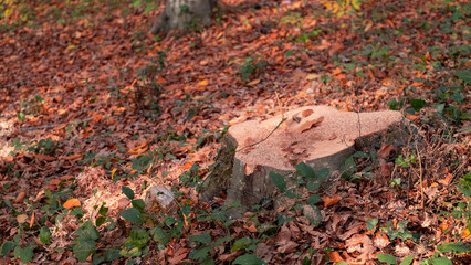 Cut trees, Preparations for winter in the forest, stumps lined up in rows, Trees cut in autumn, with space and writing area