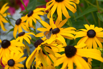 Small Heath butterfly (Coenonympha pamphilus) sitting on a yellow rudbeckia hirta flower in Zurich, Switzerland