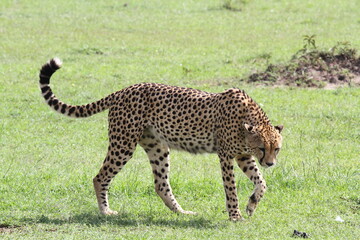 Male cheetah exploring something on the ground