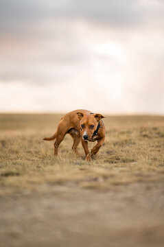 Cute dog walking on grassy hill