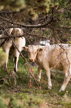 Cows grazing in countryside pasture