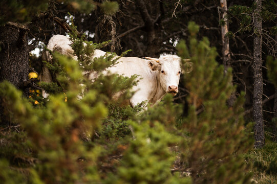 Cow grazing in countryside pasture