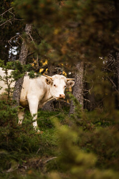 Cow grazing in countryside pasture