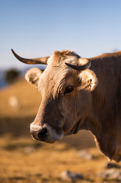 Cow standing on pasture on sunny day
