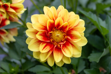 Dahlia (in german Dahlie) Dahlia