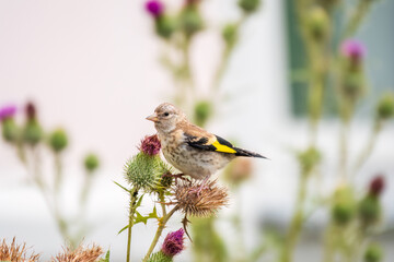 European goldfinch with juvenile plumage, feeding on the seeds of thistles. Carduelis carduelis.