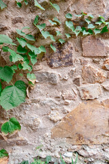 Textura de las piedras que forman la muralla del castillo de Vila Vella de Tossa de mar con una verde enredadera sobre ella para decorar la pared dándole más vida.