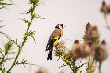 European goldfinch, feeding on the seeds of thistles. Carduelis carduelis.