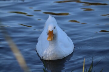 Pato blanco 